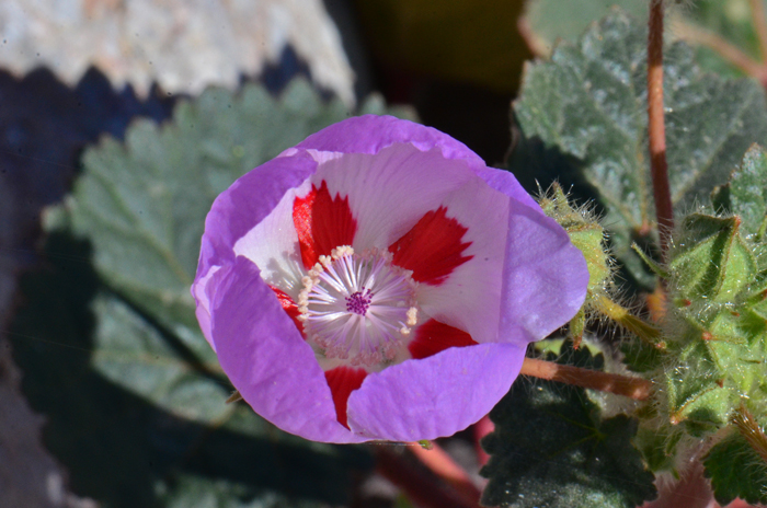 Desert Fivespot is perhaps one of the showiest wildflowers in the southwestern United States. Flower color variable; lilac, pinkish-purple, mauve and drying violet-purple. Eremalche rotundifolia 